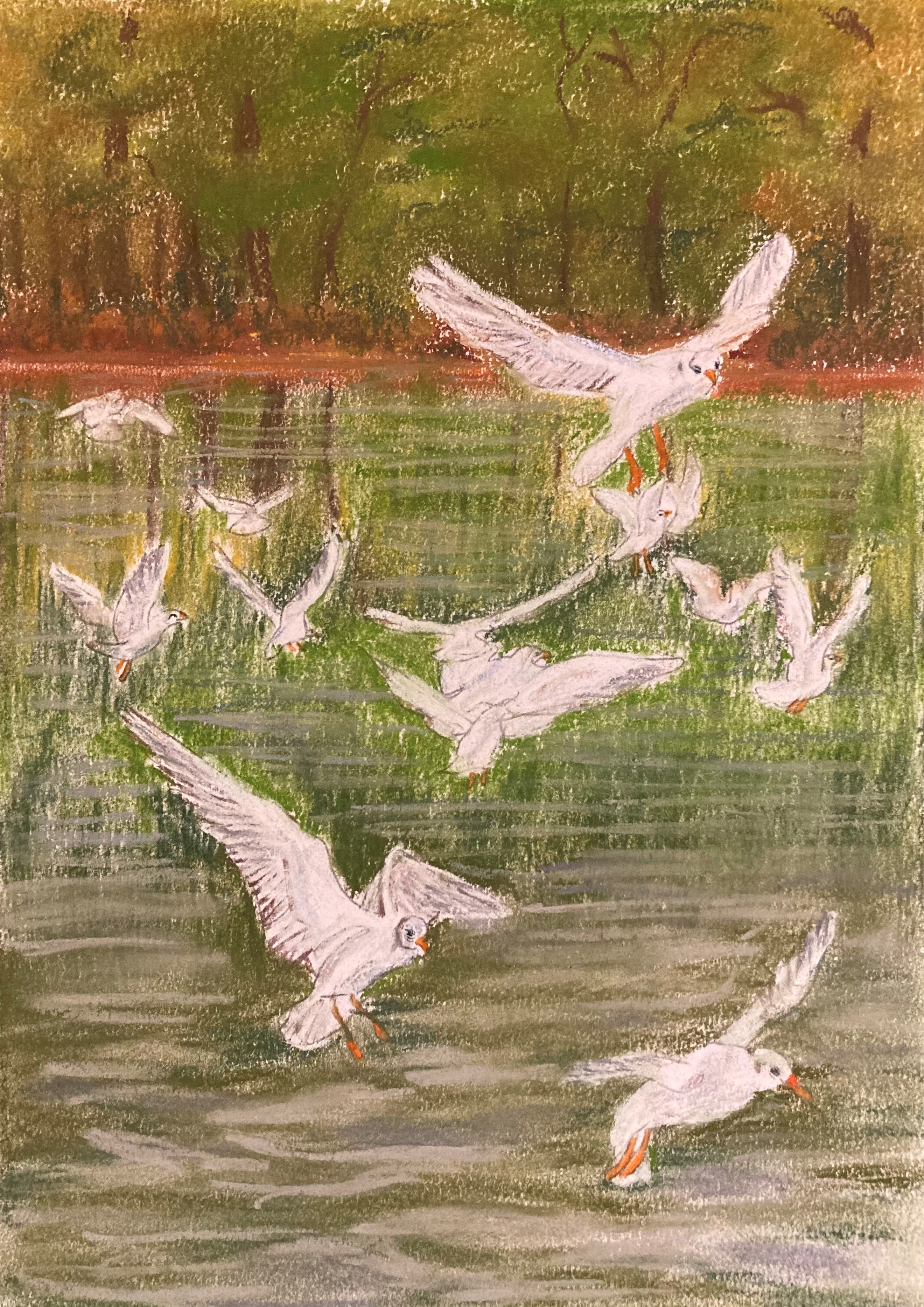 Seagulls fishing over a lake