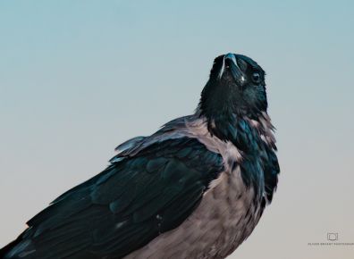Crow
